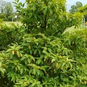 Carpinus japonicum